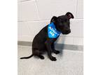 Adopt Bandit a Pit Bull Terrier / Mixed dog in Randleman, NC (34779000)