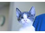 Adopt April a Domestic Shorthair / Mixed (short coat) cat in Lancaster