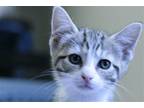 Adopt Aruba a Domestic Shorthair / Mixed (short coat) cat in Lancaster