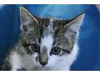 Adopt Jazz a Domestic Shorthair / Mixed (short coat) cat in Lancaster