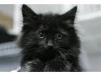 Adopt Metal a Domestic Mediumhair / Mixed (medium coat) cat in Lancaster