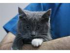 Adopt Reggae a Domestic Shorthair / Mixed (short coat) cat in Lancaster