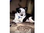 Adopt Tex a Black - with White Australian Cattle Dog / Mixed dog in White House