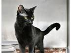 Adopt Tweety a All Black Domestic Shorthair / Mixed (short coat) cat in