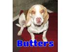 Adopt #3604 Butters a White - with Tan, Yellow or Fawn Beagle / Mixed dog in