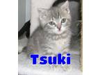 Adopt #5127 Tsuki a Gray or Blue Domestic Shorthair / Mixed (short coat) cat in