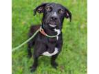 Adopt Melton a Labrador Retriever / Mixed dog in Wilmington, DE (34769492)