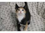 Adopt Sunday a All Black Domestic Shorthair / Domestic Shorthair / Mixed cat in