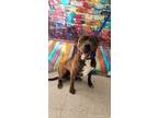 Adopt Zeus a Black Bullmastiff / Mixed dog in Moncton, NB (34778590)