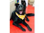 Adopt Max a Black Border Collie / Mixed dog in Maple Ridge, BC (34778300)