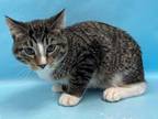 Adopt Overcast a Brown or Chocolate Domestic Shorthair / Domestic Shorthair /
