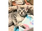 Adopt Lima Bean a Gray, Blue or Silver Tabby Domestic Shorthair (short coat) cat