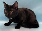 Adopt Thunderstorm a All Black Domestic Shorthair / Domestic Shorthair / Mixed