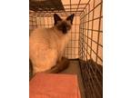 Adopt CERES a Brown or Chocolate Siamese / Mixed (short coat) cat in Sanford