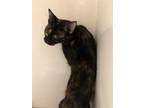 Adopt SPICY a Tortoiseshell Domestic Shorthair / Mixed (short coat) cat in