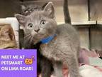 Adopt MUNCHKIN a Gray or Blue Domestic Shorthair / Mixed (short coat) cat in