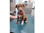 Adopt HENDY a Brown/Chocolate - with White Labrador Retriever / Mixed dog in
