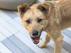 Adopt KURO a Tan/Yellow/Fawn Jindo / Shar Pei / Mixed dog in Brighton