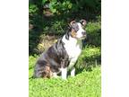 Adopt Jackson a Black - with White Jack Russell Terrier / Beagle / Mixed dog in