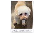 Adopt Adopted!! Pearl - N. TX a White - with Tan, Yellow or Fawn Bichon Frise /