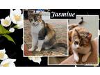 Adopt JASMINE a Calico or Dilute Calico Domestic Shorthair (short coat) cat in