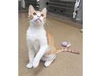 Adopt Carrot a Domestic Shorthair / Mixed cat in Corpus Christi, TX (34777907)