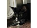 Adopt Vera Wang a Domestic Shorthair / Mixed cat in Sheboygan, WI (34777809)
