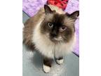 Adopt Boo - Kitchener a Brown or Chocolate Ragdoll / Mixed cat in Kitchener