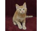 Adopt Scapula a Orange or Red Domestic Shorthair / Domestic Shorthair / Mixed