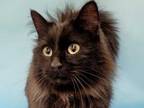 Adopt 50268628 a All Black Domestic Longhair / Domestic Shorthair / Mixed cat in