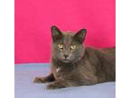 Adopt Mayweather a Gray or Blue Domestic Shorthair / Domestic Shorthair / Mixed