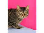 Adopt Paul a Brown or Chocolate Domestic Shorthair / Domestic Shorthair / Mixed