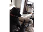 Adopt Luna a Black - with White Labrador Retriever / Mixed dog in Tonawanda