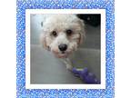 Adopt Bentley - N. TX a White - with Tan, Yellow or Fawn Bichon Frise / Mixed