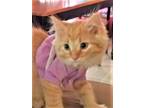 Adopt FLUFFY KITTENS a Domestic Shorthair / Mixed cat in Charlotte