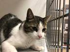 Adopt TOM TOM a Brown Tabby Domestic Shorthair / Mixed (short coat) cat in