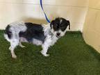 Adopt a Tricolor (Tan/Brown & Black & White) Jack Russell Terrier / Mixed dog in