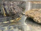 Adopt *SHRIMP a Turtle - Other / Mixed reptile, amphibian