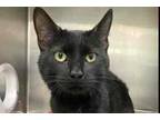 Adopt Barry Allen a All Black Domestic Shorthair / Domestic Shorthair / Mixed