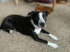 Adopt Zoey a Black - with White Australian Shepherd / American Pit Bull Terrier