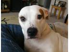 Adopt Maeby a White - with Brown or Chocolate American Pit Bull Terrier / Mixed