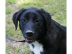 Adopt Fuzz Bucket a Black - with White Border Collie / Newfoundland / Mixed dog