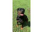 Adopt Koda a Black - with Tan, Yellow or Fawn Rottweiler / Mixed dog in