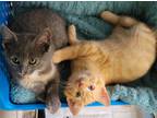 Adopt Tracker a Orange or Red Tabby Domestic Shorthair / Mixed cat in Louisa