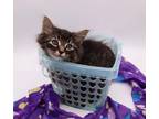 Adopt Roze a Spotted Tabby/Leopard Spotted Domestic Longhair / Mixed cat in