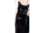 Adopt Blackie a All Black American Shorthair / Mixed (short coat) cat in