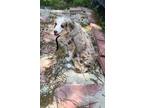 Adopt Hattie a Merle Australian Shepherd / Mixed dog in Elizabeth City
