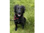 Adopt Rugby a Black Retriever (Unknown Type) / Mixed dog in Worcester