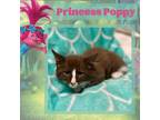 Adopt Princess Poppy a Brown or Chocolate Domestic Mediumhair / Domestic