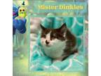 Adopt Mister Dinkels a Brown or Chocolate Domestic Mediumhair / Domestic